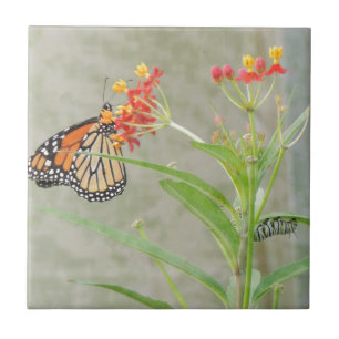 Monarch Butterfly och Caterpelare Kakelplatta