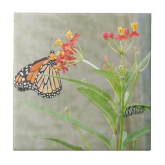 Monarch Butterfly och Caterpelare Kakelplatta