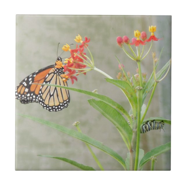 Monarch Butterfly och Caterpelare Kakelplatta (Framsidan)