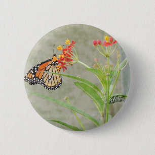 Monarch Butterfly och Caterpelare Knapp
