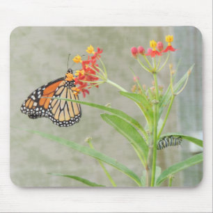 Monarch Butterfly och Caterpelare Musmatta