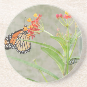 Monarch Butterfly och Caterpelare Underlägg Sandsten