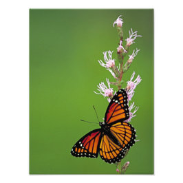 Monarch Butterfly och Flower On Grönt Background Fototryck