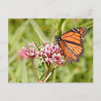 Monarch Butterfly och Friend Vykort