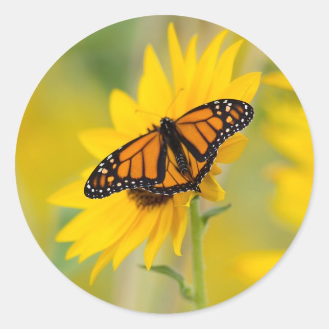 Monarch Butterfly och Solros Garden Photo Runt Klistermärke (Framsida)