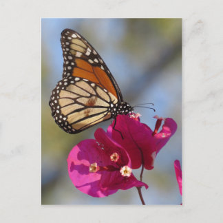 Monarch butterfly on bougainvillea blommar vykort