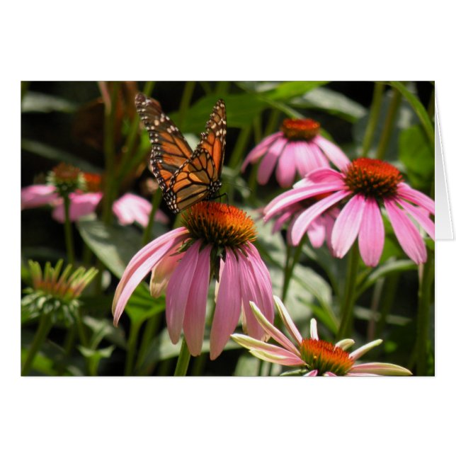 Monarch Butterfly on Coneflower OBS Kort (Framsidan Horizontal)