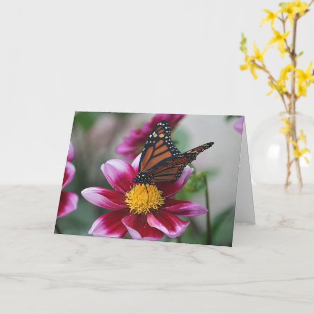 Monarch Butterfly on Deep Pink Dahlia Photo Blank Kort (Gul blomma)