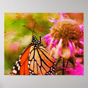 Monarch Butterfly on Flower Distress Art Poster