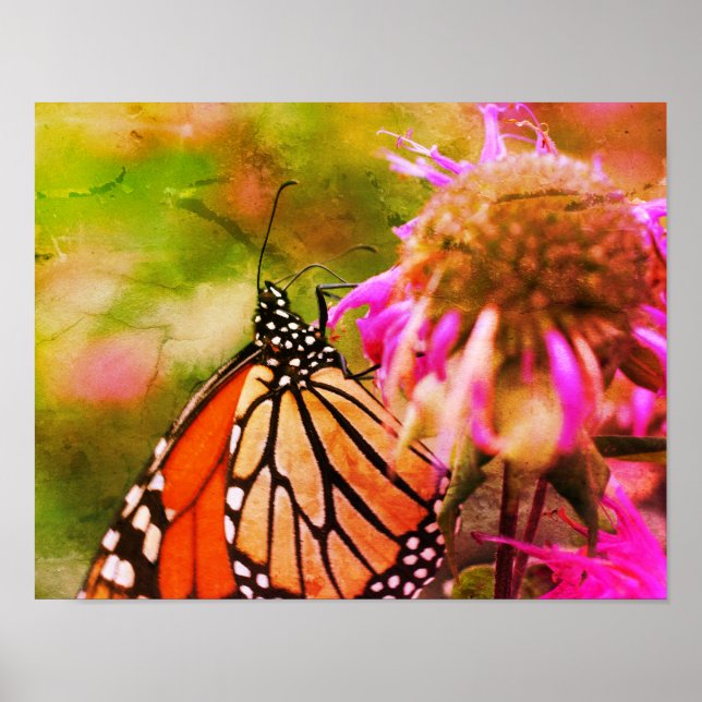 Monarch Butterfly on Flower Distress Art Poster (Framsidan)