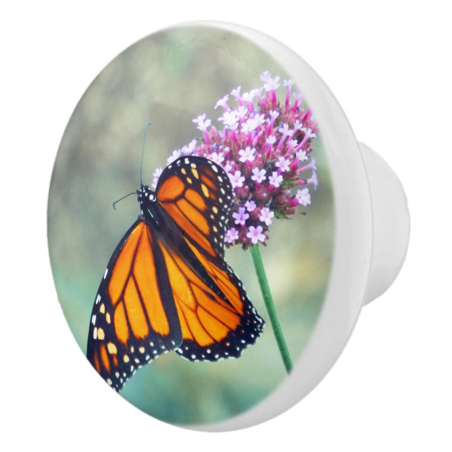 MONARCH BUTTERFLY ON FLOWER KNOPP (Höger)