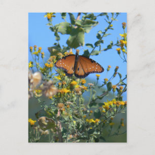 Monarch Butterfly on Gult Wildblommor Vykort