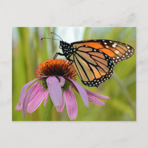 Monarch Butterfly on Lila Coneflower Photo Vykort