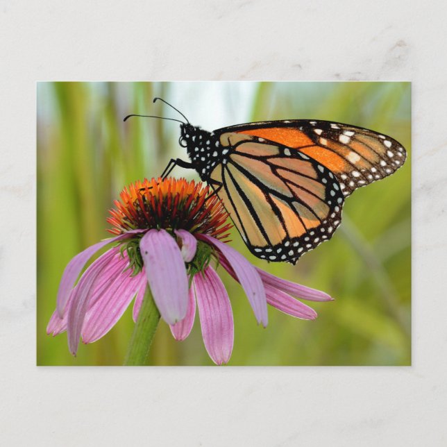 Monarch Butterfly on Lila Coneflower Photo Vykort (Framsida)