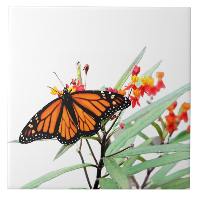 Monarch Butterfly on Milkweed Blooms, on White Kakelplatta (Framsidan)