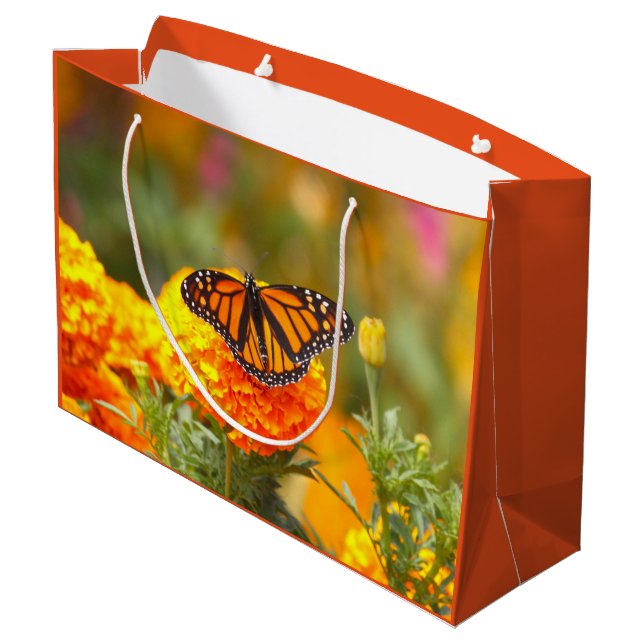 Monarch Butterfly Orange Marigold Photo (Baksidan Vinklad)