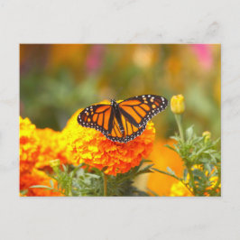 Monarch Butterfly Orange Marigold Photo Vykort