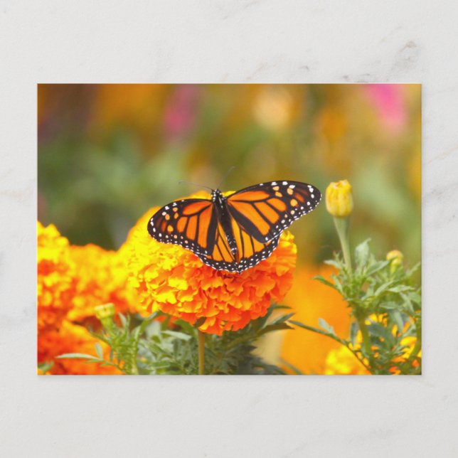 Monarch Butterfly Orange Marigold Photo Vykort (Framsida)
