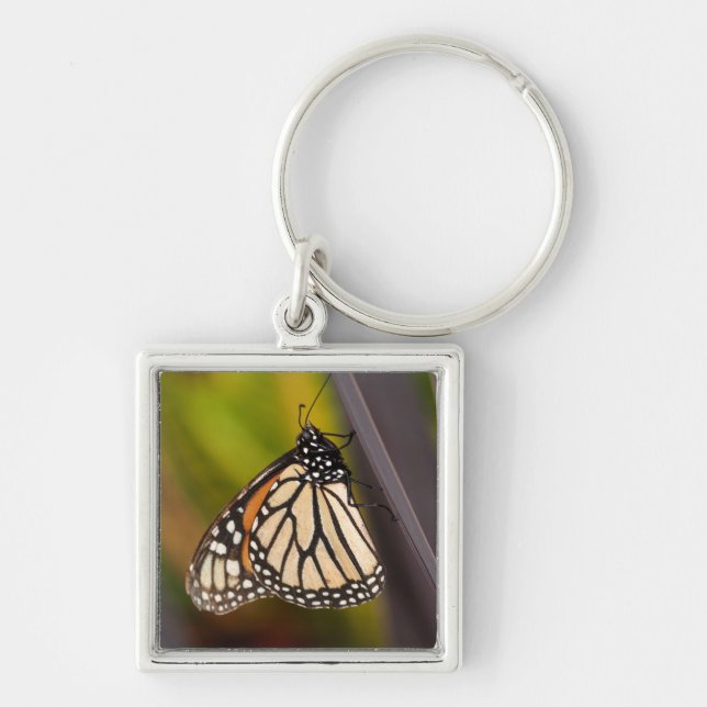 Monarch Butterfly på Agave Fyrkantig Silverfärgad Nyckelring (Framsidan)