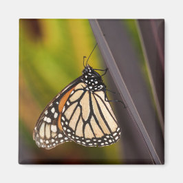 Monarch Butterfly på Agave Magnet