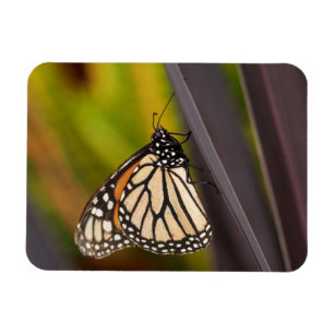 Monarch Butterfly på Agave Magnet