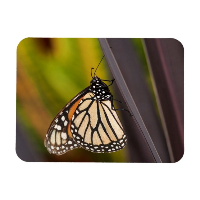 Monarch Butterfly på Agave Magnet (Horisontell)