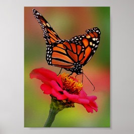 Monarch Butterfly på Bright Rosa Zinnia Poster