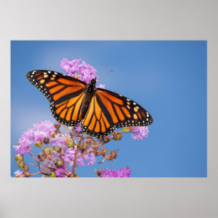 Monarch Butterfly på Craps Myrtle Poster