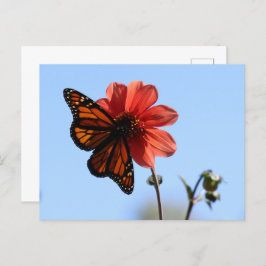 Monarch Butterfly på Dahlia Blank Vykort