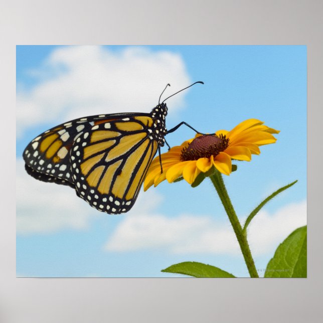 Monarch Butterfly på en Black Eyed Susan Poster (Framsidan)