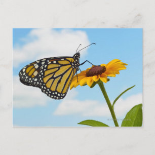 Monarch Butterfly på en Black Eyed Susan Vykort