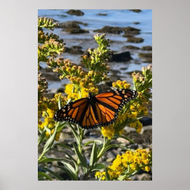 Monarch Butterfly på en blomma av Vatten natur Poster