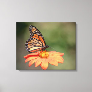 Monarch Butterfly på en orange blomma Canvastryck