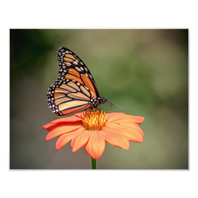 Monarch Butterfly på en orange blomma Fototryck (Framsidan)