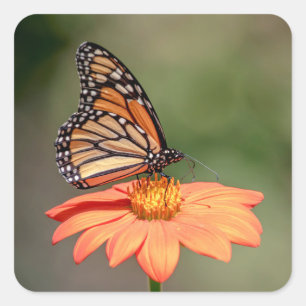 Monarch Butterfly på en orange blomma Fyrkantigt Klistermärke