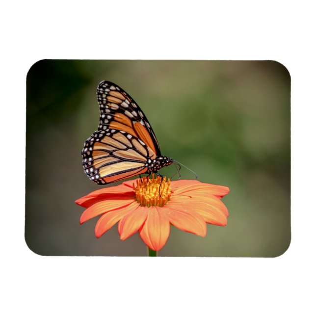 Monarch Butterfly på en orange blomma Magnet (Horisontell)