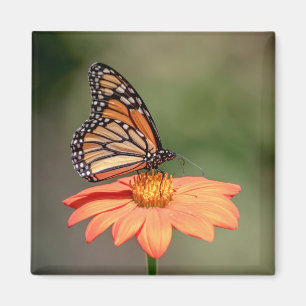 Monarch Butterfly på en orange blomma Magnet
