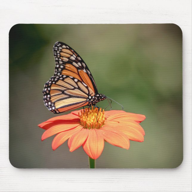 Monarch Butterfly på en orange blomma Musmatta (Framsidan)