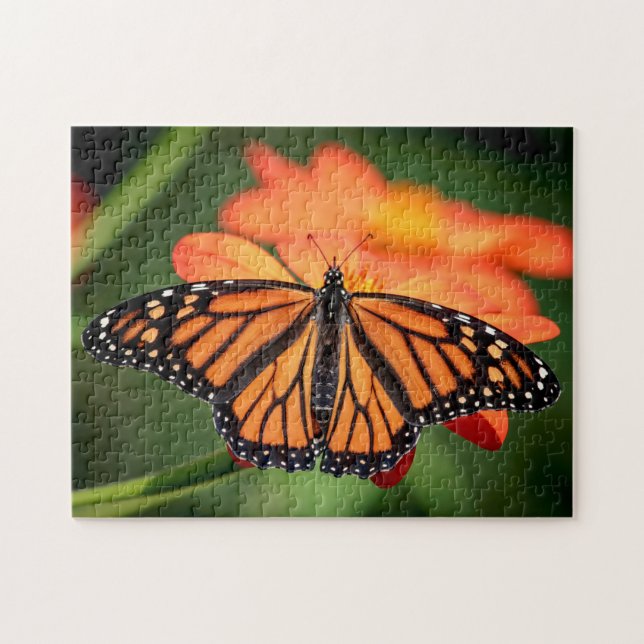 Monarch Butterfly på en orange blomma Pussel (Horisontell)