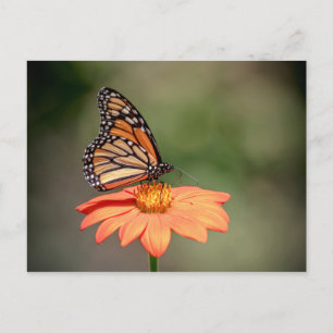 Monarch Butterfly på en orange blomma Vykort