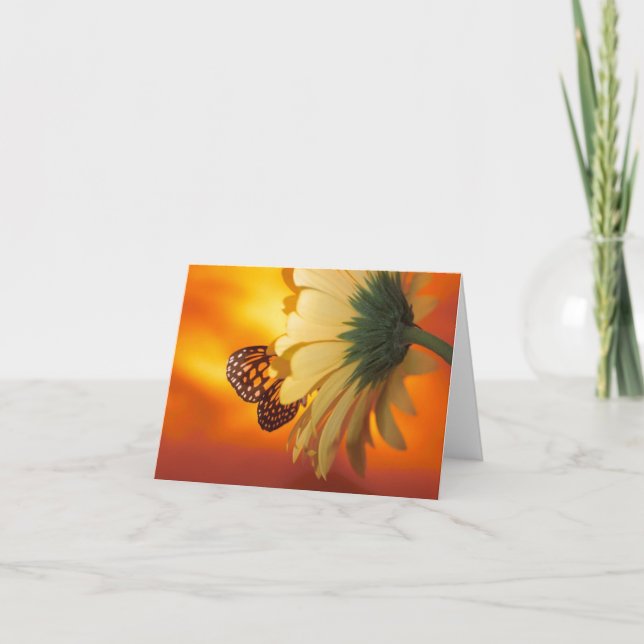 Monarch Butterfly på ett tomt kort för Daisy (Framsida)