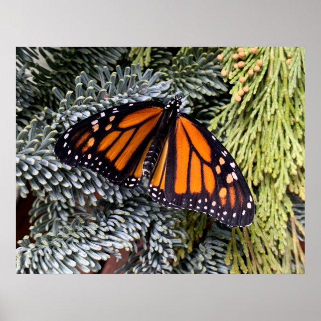 Monarch butterfly på evergreens poster (Framsidan)