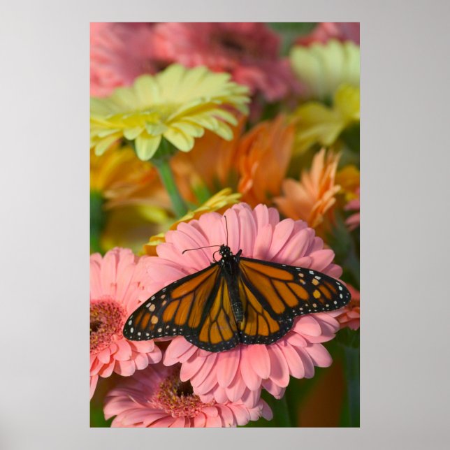 Monarch Butterfly på Gerbera| Danaus Plexippus Poster (Framsidan)