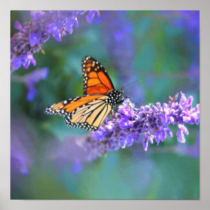 Monarch Butterfly på Lila lilac Flower Poster