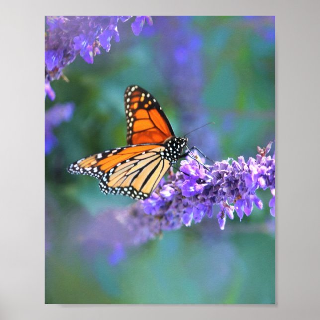 Monarch Butterfly på Lila lilac Flower Poster (Framsidan)