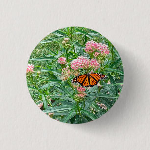 Monarch Butterfly på Milkweed Knapp