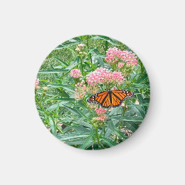 Monarch Butterfly på Milkweed Magnet