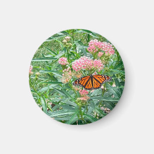 Monarch Butterfly på Milkweed Magnet