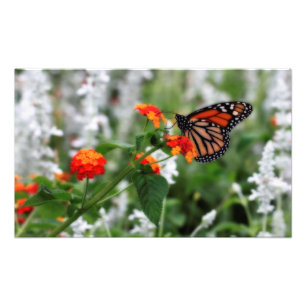 Monarch Butterfly på Orange och Red Lantana Fototryck