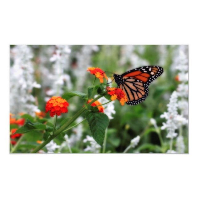 Monarch Butterfly på Orange och Red Lantana Fototryck (Framsidan)
